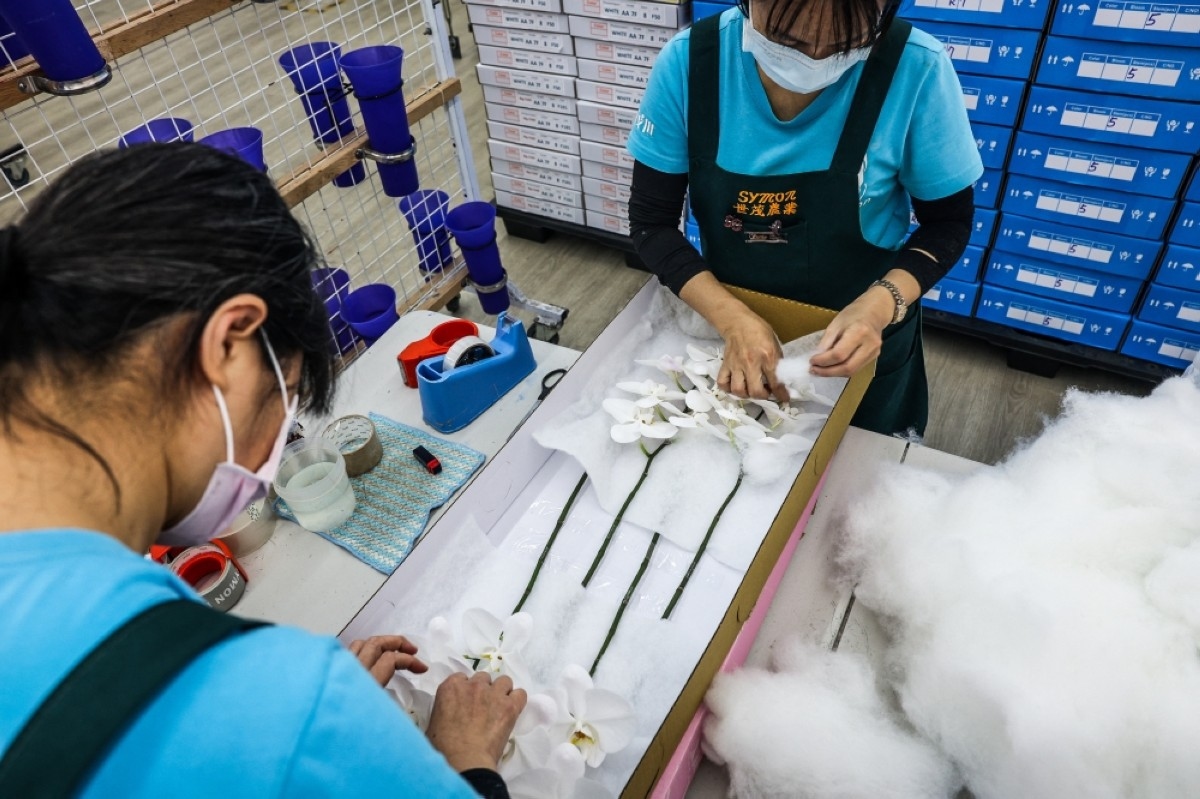 Taiwan's orchid growers dig in as US tariffs shoot up