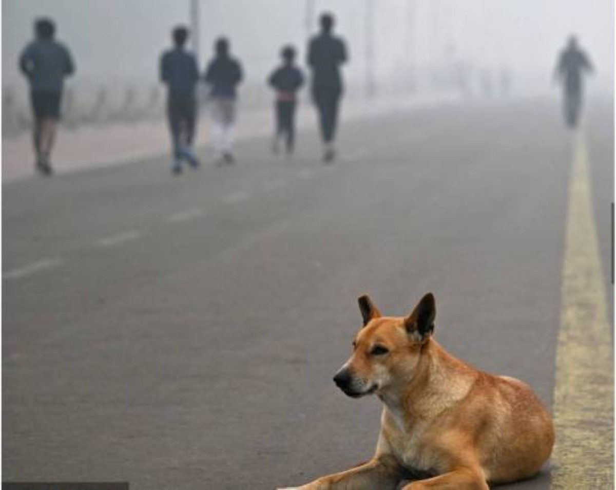 India's SC orders Delhi govt to move stray dogs to shelters