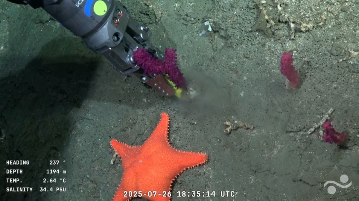 Patrick Star and ‘Drag Queen' crab: Underwater robot live stream captivates Argentines