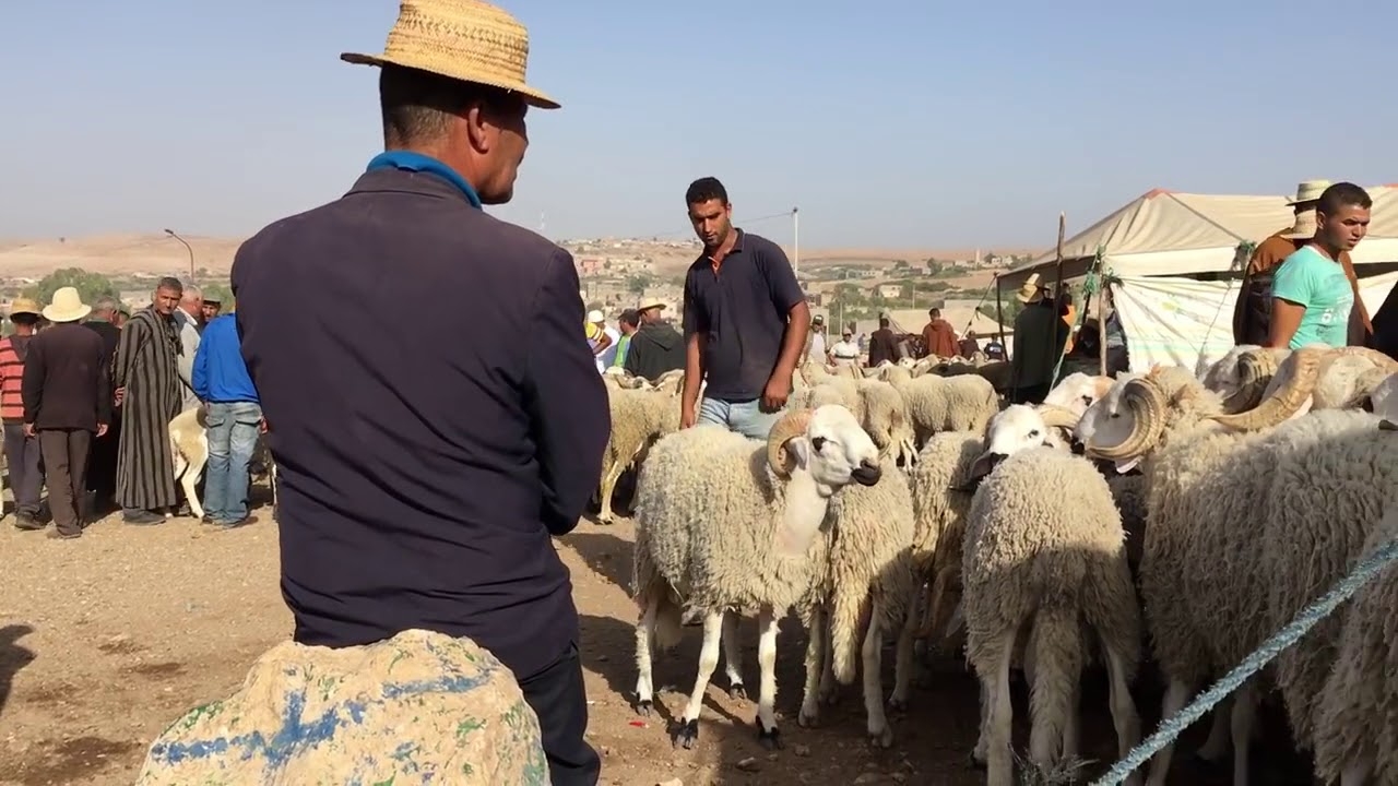 بوانو: الحكومة صرفت 61 مليارا على القطيع دون نتيجة وينبغي محاسبتها على حرمان المغاربة من الأضحية