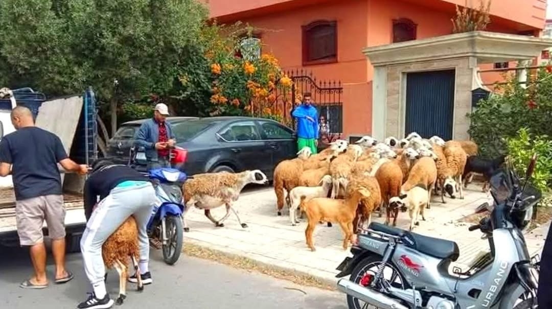 عقوبة 'السيزي'  تلاحق  مخالفي الأمر الملكي المتعلق بأضاحي عيد الأضحى