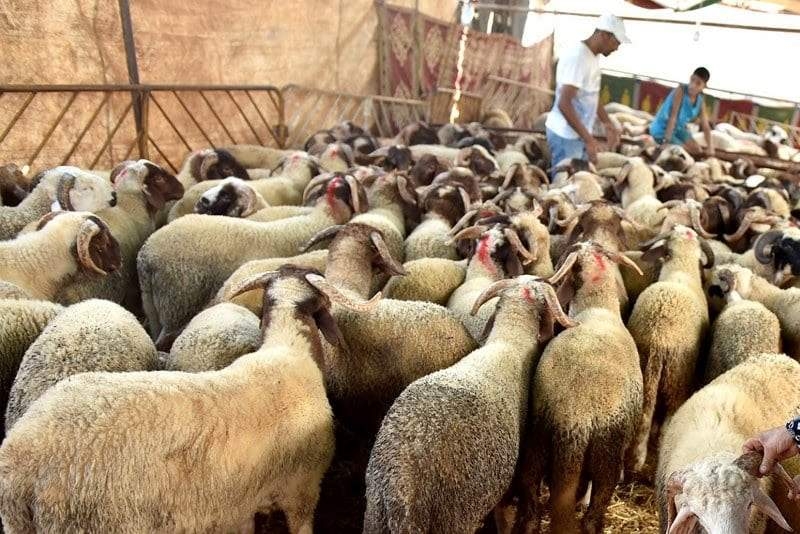 دعوات متصاعدة لفتح تحقيق شامل في فضيحة دعم القطيع ومحاسبة « فراقشية الداخل والخارج »