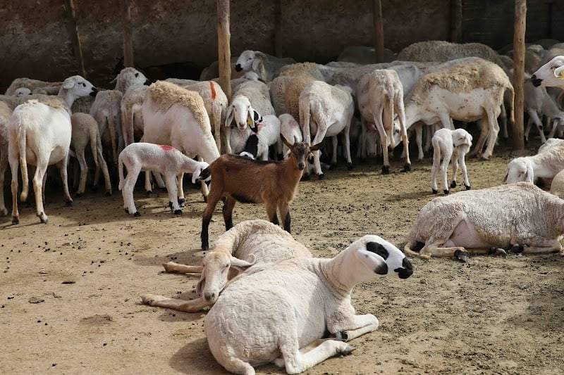 فضيحة دعم الأغنام والماعز.. أموال بالملايين واختلالات صادمة تنتظر الحساب