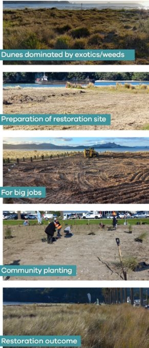 Matarangi Coastal Restoration And Rewilding Begins This June