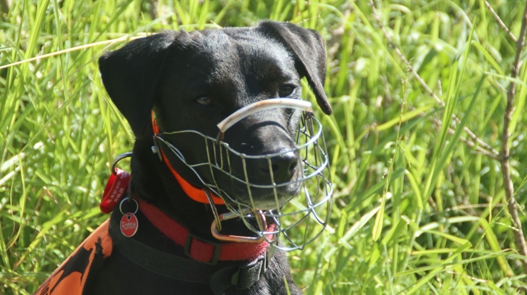 Certified And Cheeky: Meet Ronnie, Auckland Council's Newest Conservation Canine