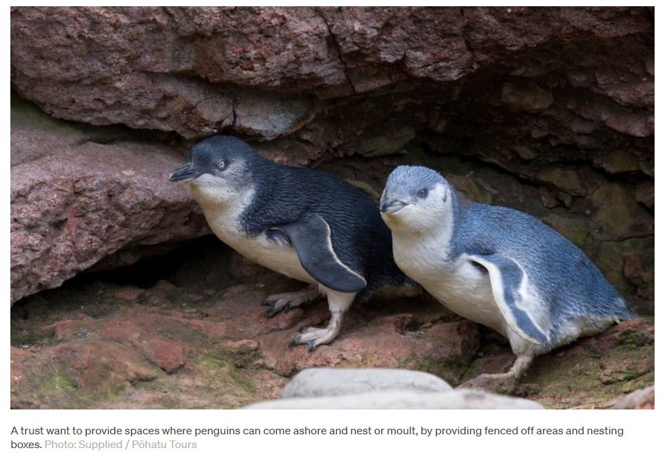 Protecting Kaikōura's Little Penguins With Secret Safe Zones