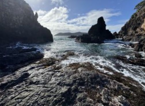 Bay Of Islands Boat Anchoring Ban Unlikely To Expand Despite Caulerpa Spread