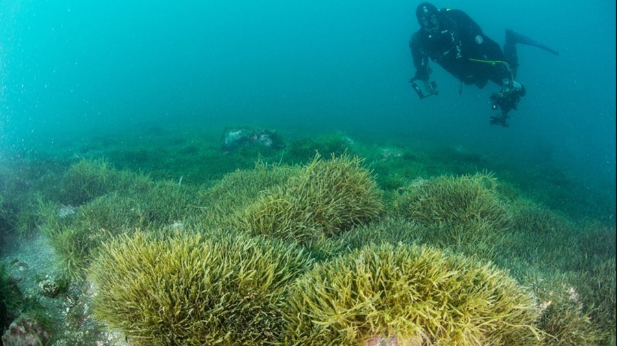 Clams, Seaweed And Turtles Included As Part Of Refreshed Regional Pest Management Plan