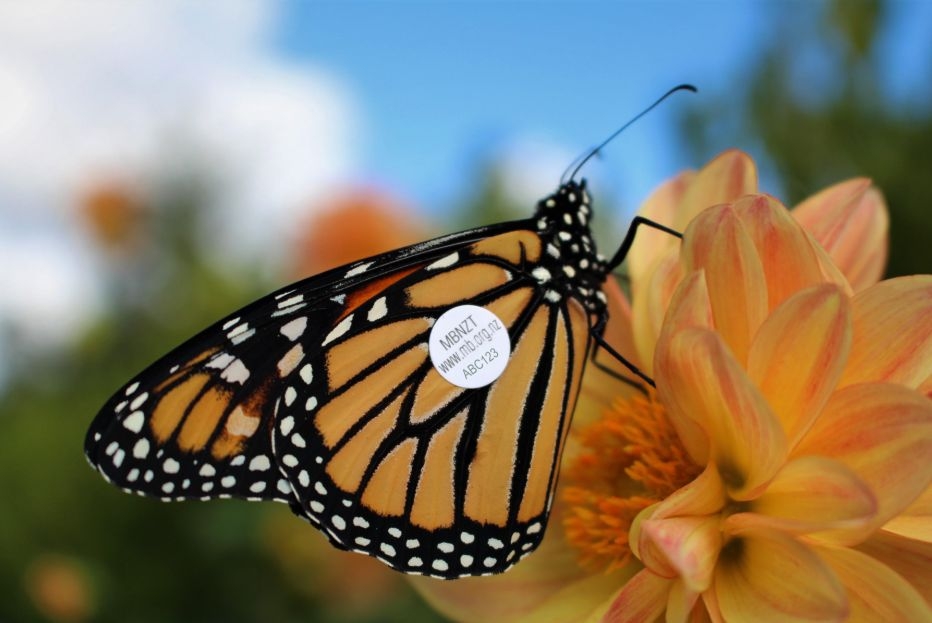 Tagged Monarchs Found