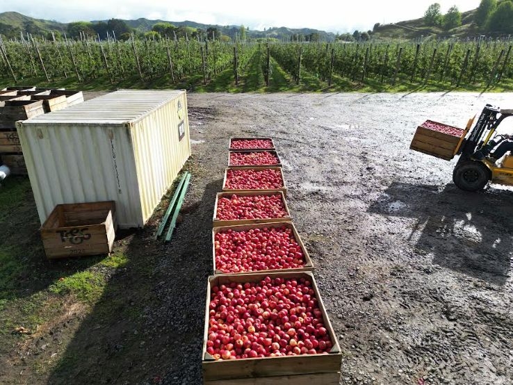 Haumako Embraces Innovation During Envy Apple Harvest In Wairoa