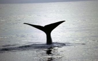 Tourists Called On To Help Count Kaikōura's Whales