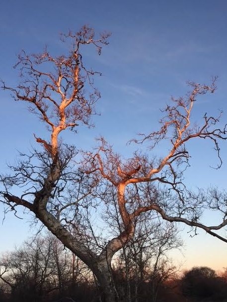 For The Love Of Sycamores