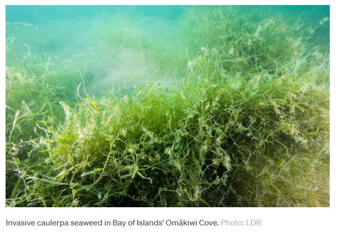 NZ Faces $9.4b Hit From Invasive Caulerpa, Analysis Shows