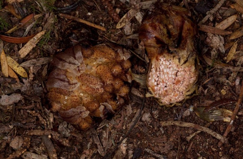 Rare Endemic Plant, Te Pua O Te Rēinga, Rediscovered In Regional Park