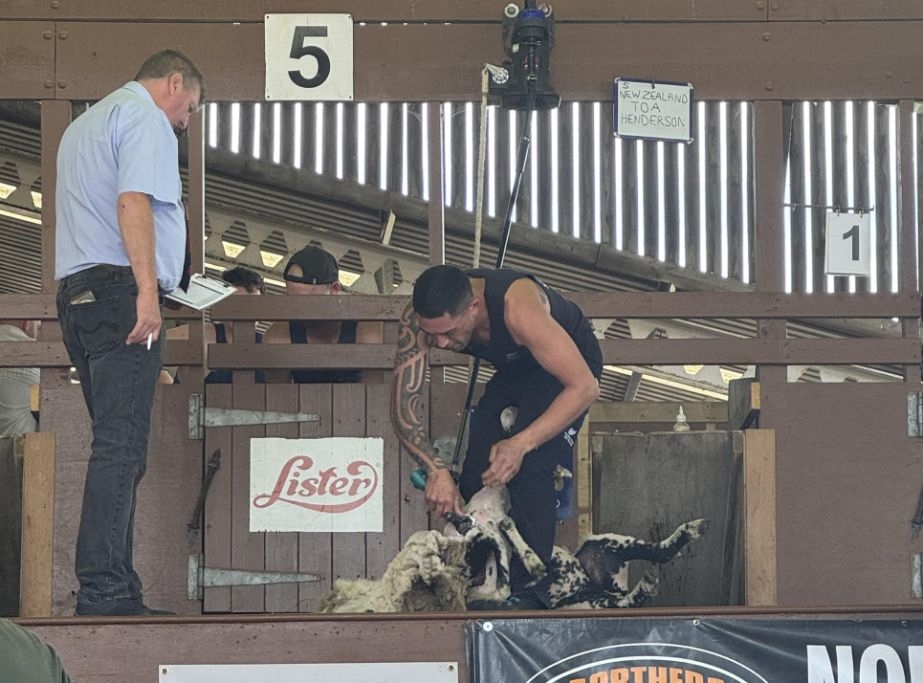 Shearing: New Zealand Pair Beats England In Great Yorkshire Show Shearing Test Match