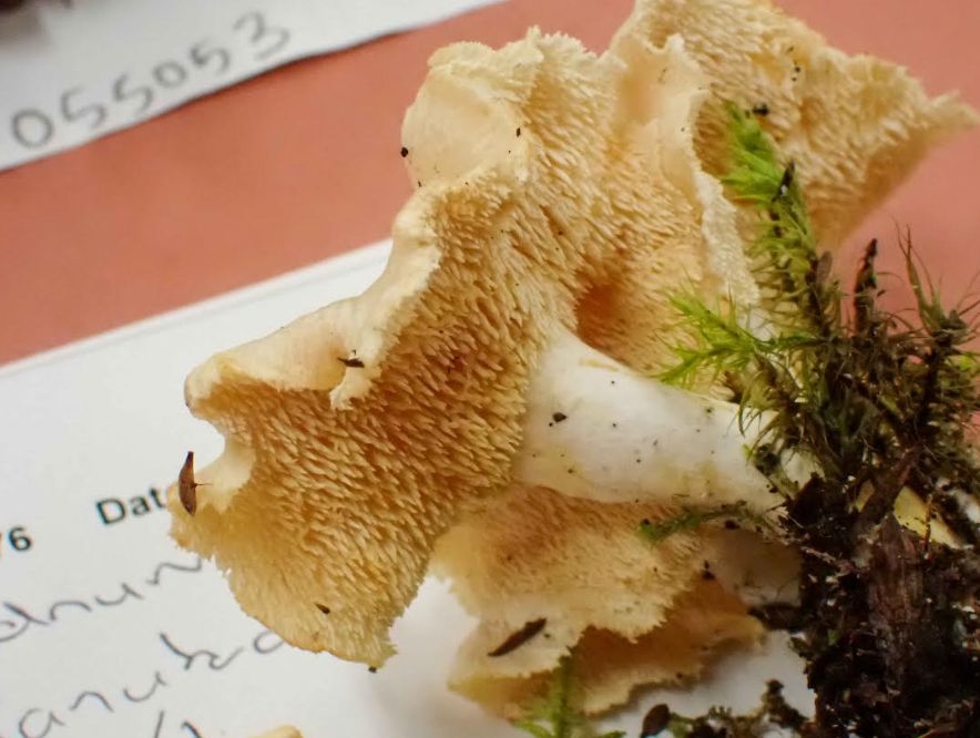 Working The ‘Shroom: The New Zealand Fungal Foray Heads To Taranaki
