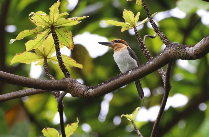 Bird Species Lost From Wild For Almost 40 Years Lays First Eggs On New Island Home