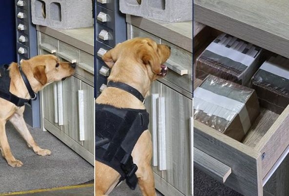 Cash, Crime And Canny Canines