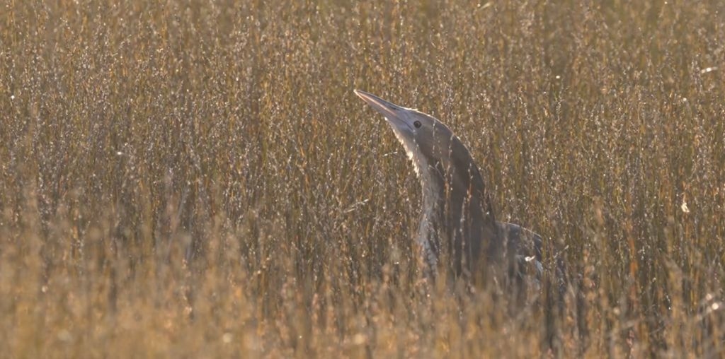 Join ‘The Great Matuku-hūrepo Muster'- Help Save A Species