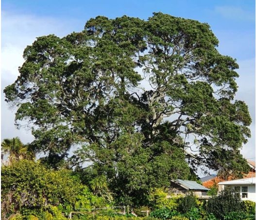 Auckland Council Notifies Plan Change 113 Notable Trees
