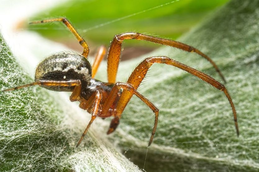 Is New Zealand's New Noble False Widow Spider Dangerous?