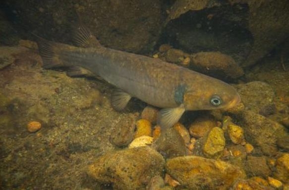 Rare Native Fish Found In Karori's Waipāhihi Stream Through EDNA Testing