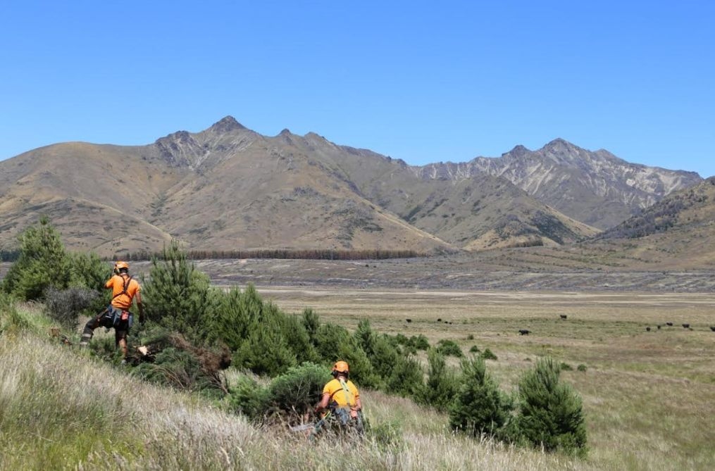 Additional Wilding Conifers Funding For Molesworth Welcome