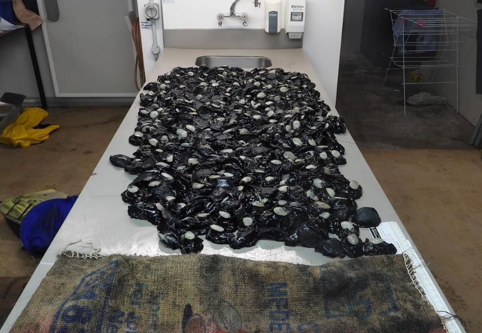 Fishery Officers Nab Pair With More Than 1800 Pāua