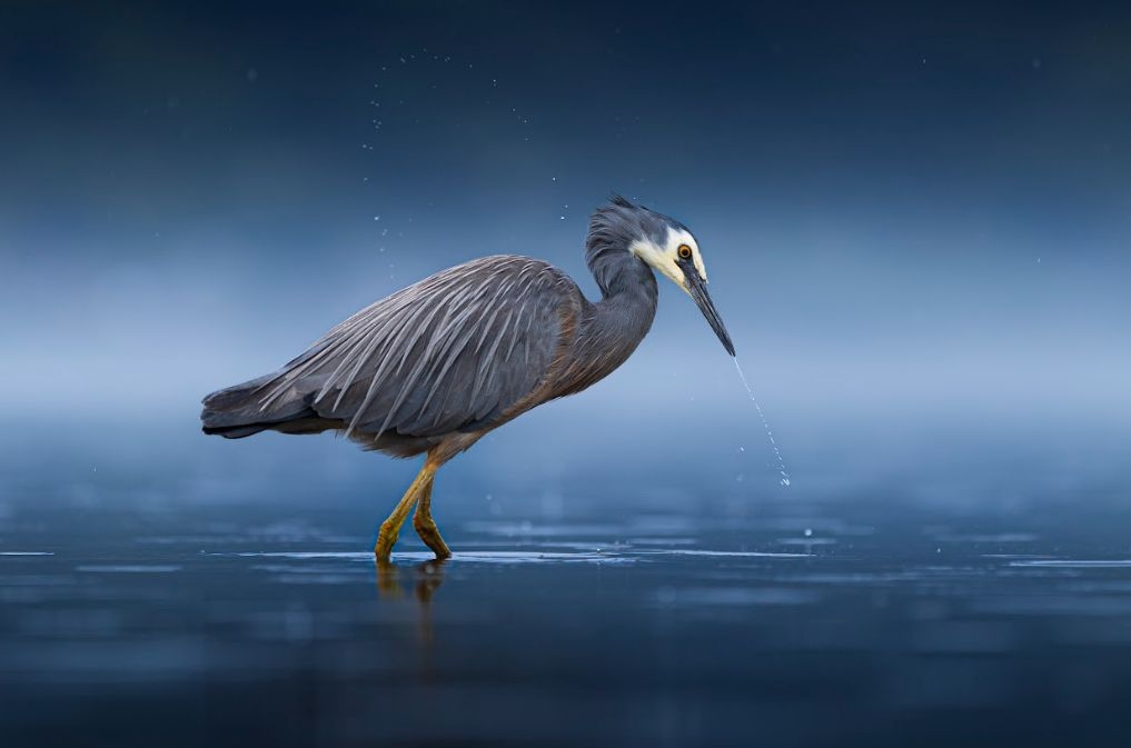 Dunedin Brothers Dominate 2025 Wildlife Photographer Of The Year Competition
