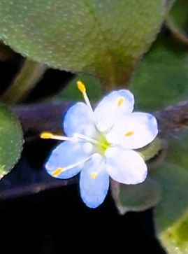 Bringing Two Critically Endangered Native Plants Back From The Brink