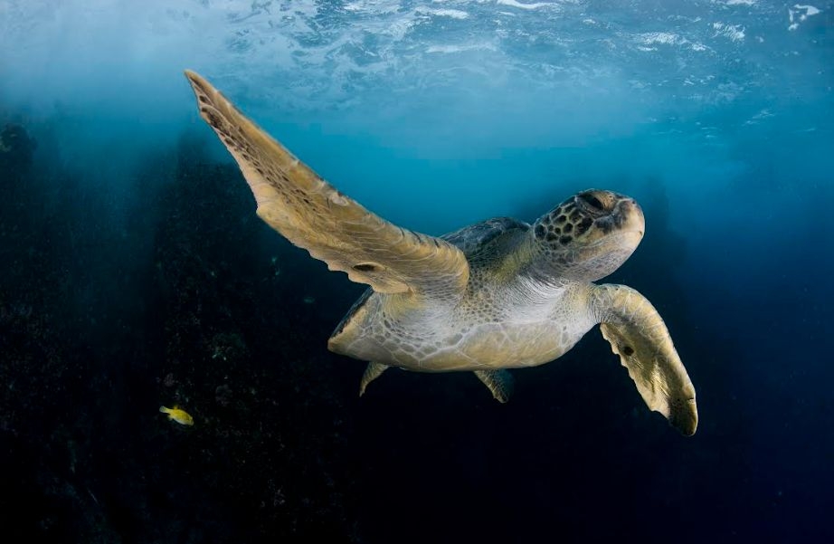 NPDC's Puke Ariki Museum Hosting National Geographic Pristine Seas Exhibition