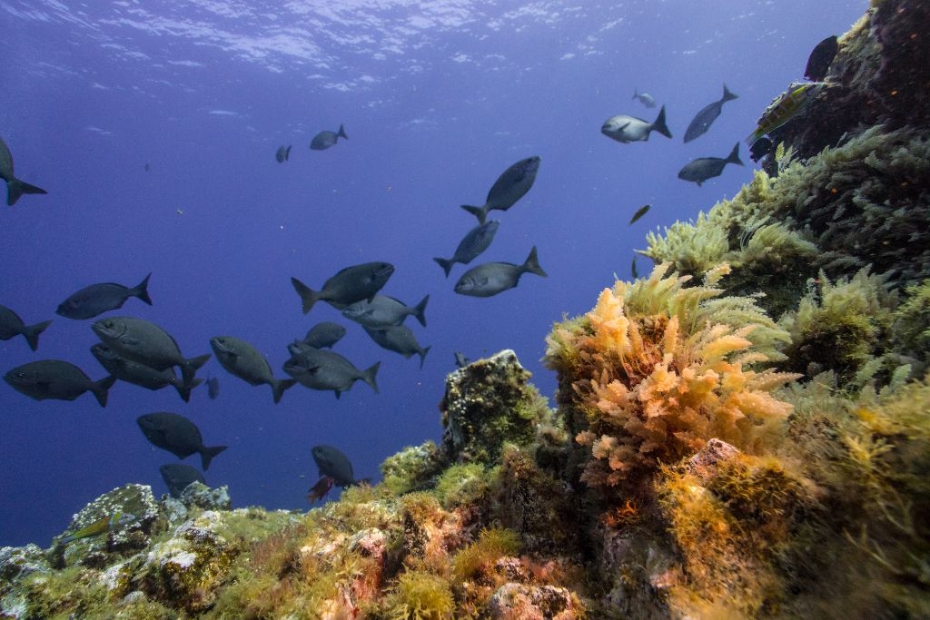New Research: Satellite Imagery Detects Illegal Fishing Activity, Shows Strict Protections Work