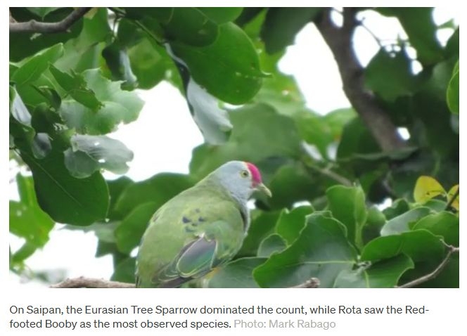 Northern Mariana Islands' Annual Bird Count Highlights Conservation Success