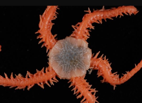 New Zealand Part Of Hidden Global Deep-Sea Network Beneath The Waves