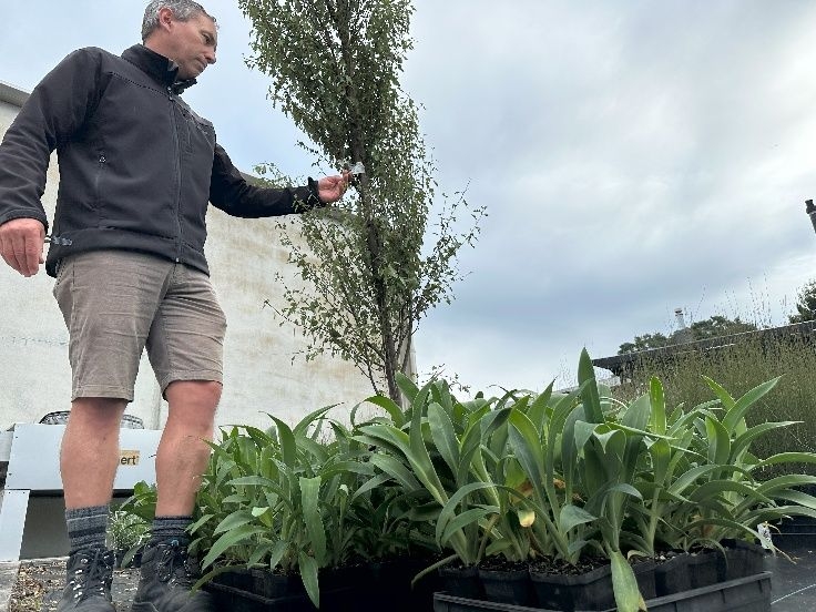 New Plants To Start Green Facelift Of New Plymouth City Centre