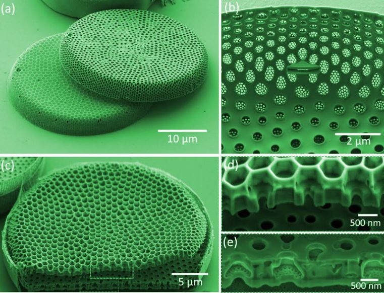 Study Uncovers Technologically Appealing Trick Used By Microalgae To Manipulate Light