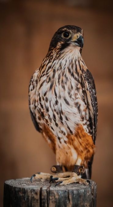 ‘Love Shack' For Endangered NZ Falcons – NZ Raptor Trust Secures Rare Breeding Permit