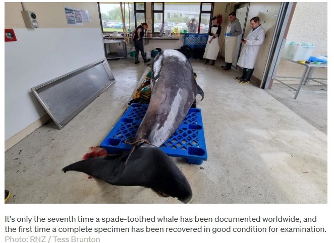 Our Changing World: Dissecting The World's Rarest Whale