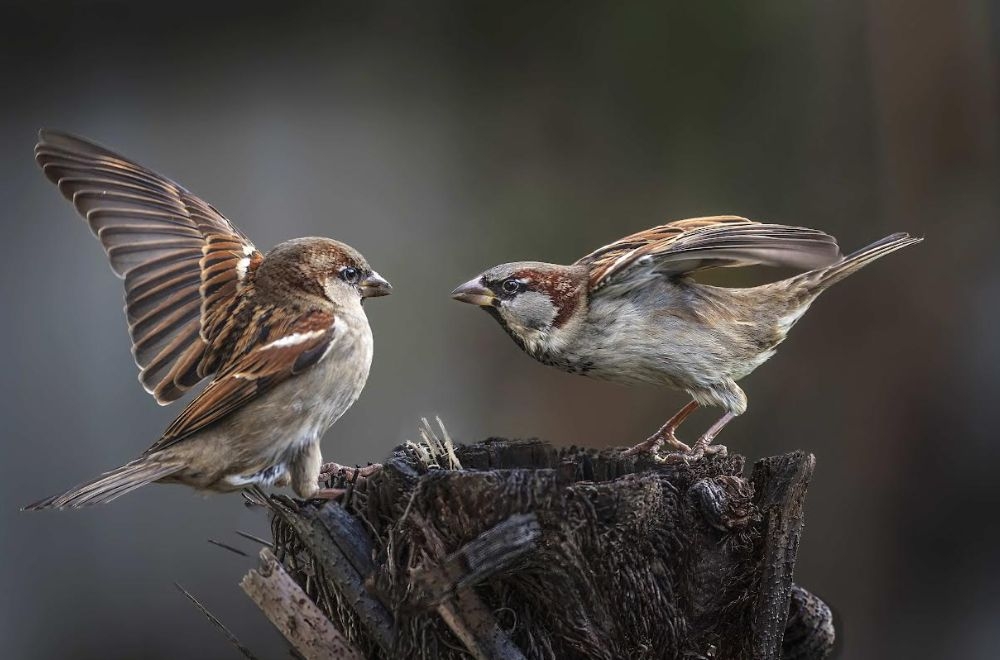 How Have Our Garden Birds Been Tracking Since 2014?