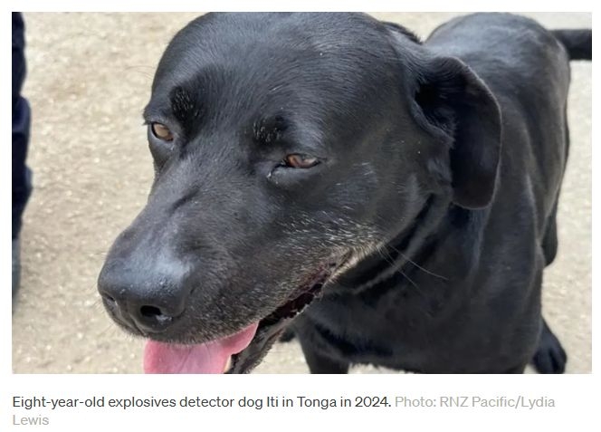 Detector Dog Iti Retires As New Zealand Reviews Its Dog Programme For Pacific Island Nations