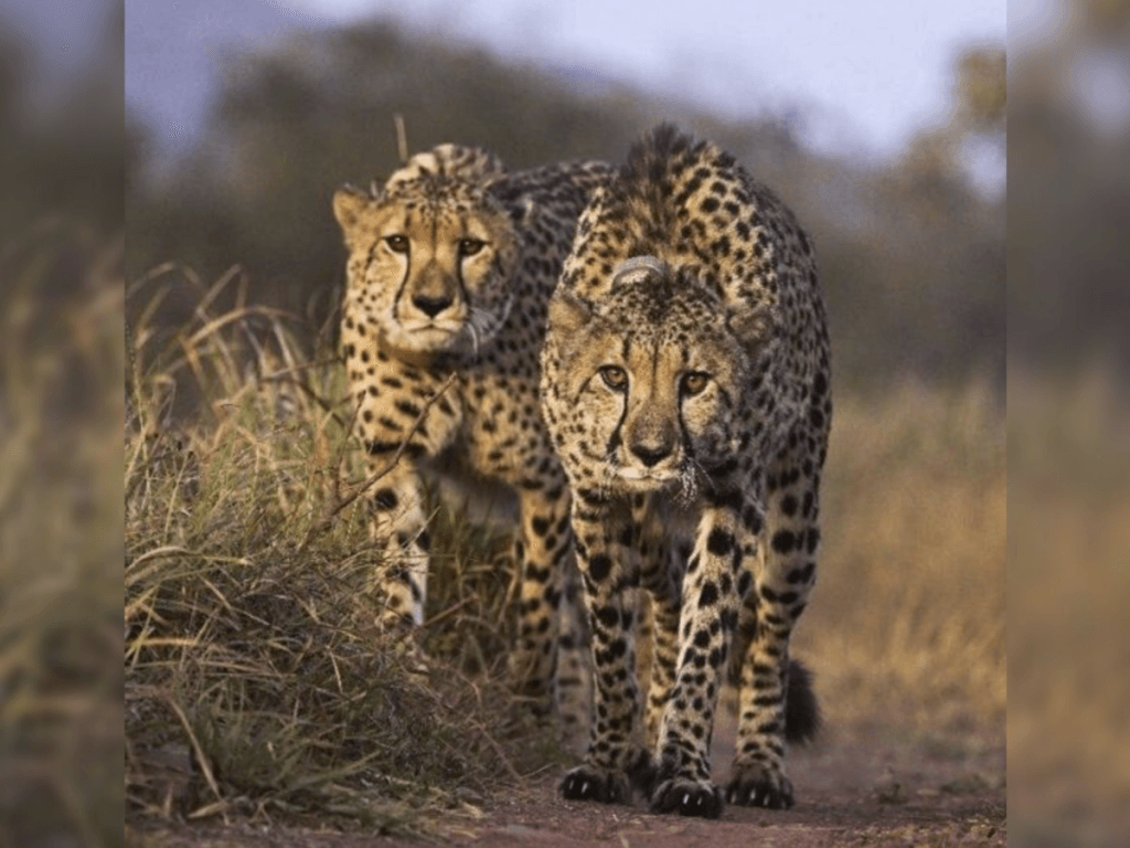Project Cheetah: More Set to Arrive From Botswana Soon, Plans Underway for Wildlife Corridor