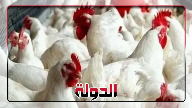 شعبة الدواجن تعلن هبوط أسعار الفراخ البيضاء 25% وتؤكد انخفاض الهالك