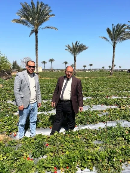 وكيل زراعة البحيرة يتابع زراعات الفراولة بكوم حمادة و بدر للاطمئنان على إنتاجية المحصول