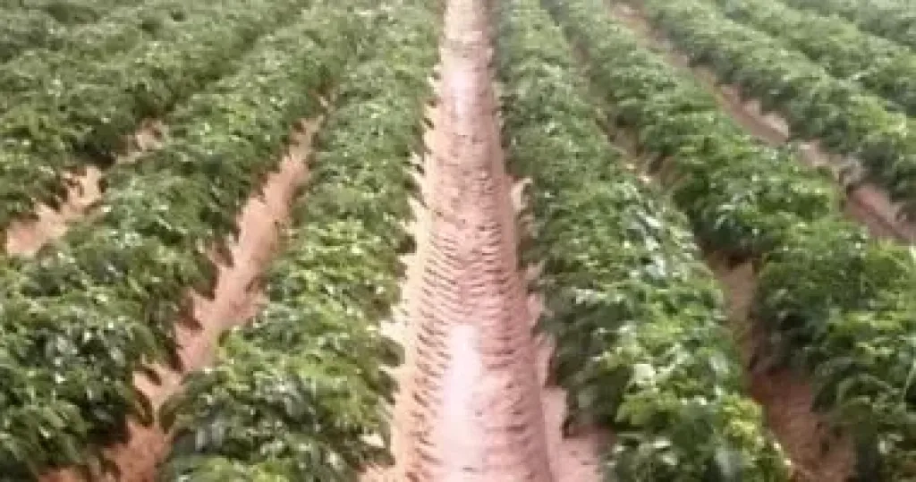 «معلومات المناخ» يحذر من ري القمح في هذه المحافظات
