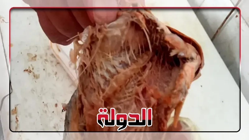 محافظ أسيوط: ضبط كميات من الأسماك المملحة غير الصالحة للاستهلاك وتحرير 226