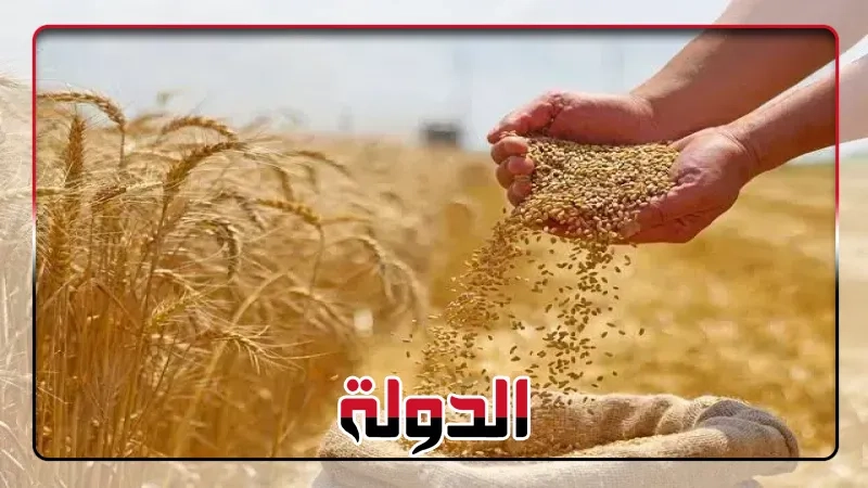 شون كوم حمادة تستقبل 134طنًا و 653 كجم من محصول القمح
