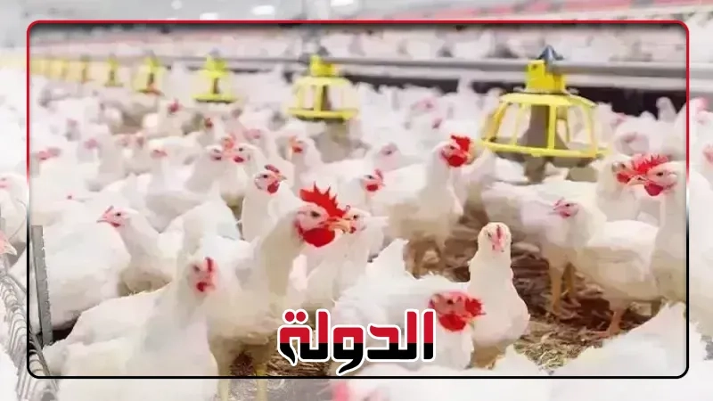 أسعار الفراخ تواصل الارتفاع في الأسواق اليوم الإثنين 19 مايو 2025