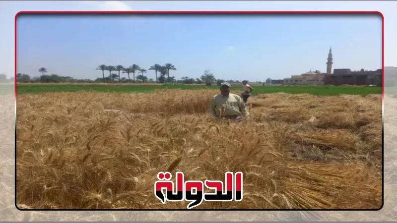 تموين الشرقية :إنتظام توريد القمح للشون والصوامع بعموم المحافظة