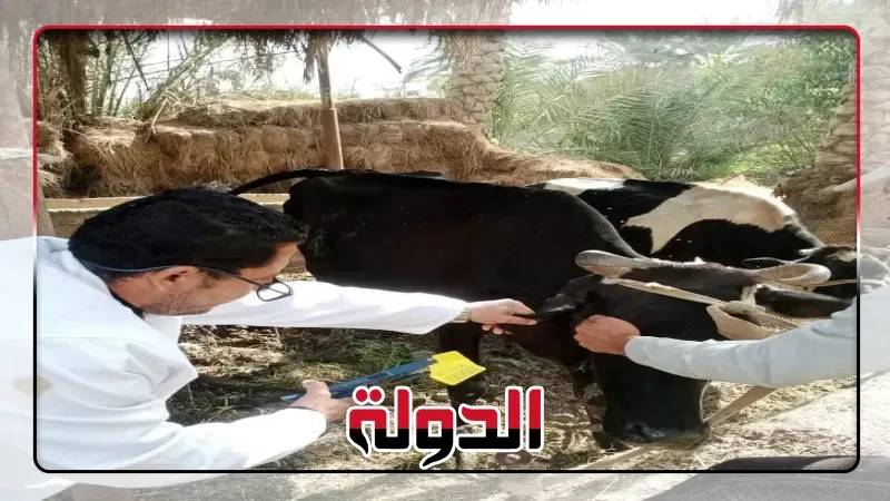 بيطرى الشرقية:الانتهاءمن تحصين ٧٤٥ ألف و٩٦ رأس ماشية