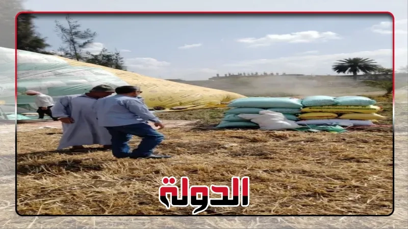 محافظ الشرقية: إنتظام توريد القمح لشون وصوامع والبناكر